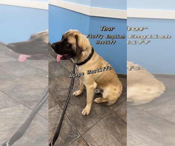 Medium Photo #11  Breeder Profile in MORRISTON, FL, USA