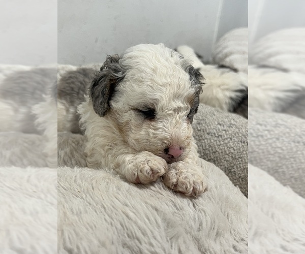 Medium Photo #7  Breeder Profile in SALUDA, SC, USA