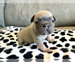 Small #8 Breeder Profile image