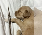 Small #22 Breeder Profile image