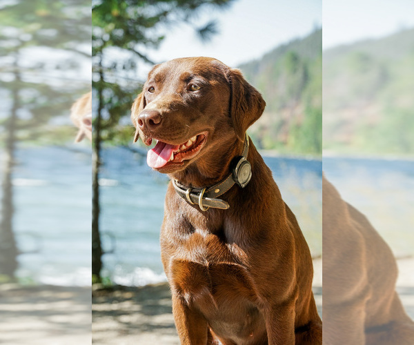 Medium Photo #1  Breeder Profile in PASCO, WA, USA
