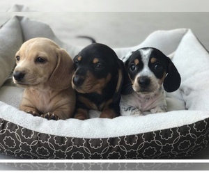 Dachshund Dog Breeder near QUANAH, TX, USA