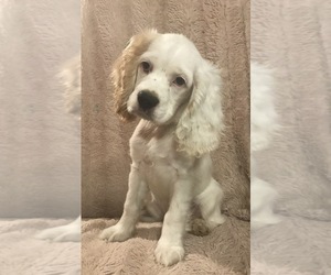 Cocker Spaniel Dog Breeder near SUMTER, SC, USA