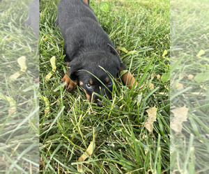Rottweiler Dog Breeder in EAST AMWELL,  USA