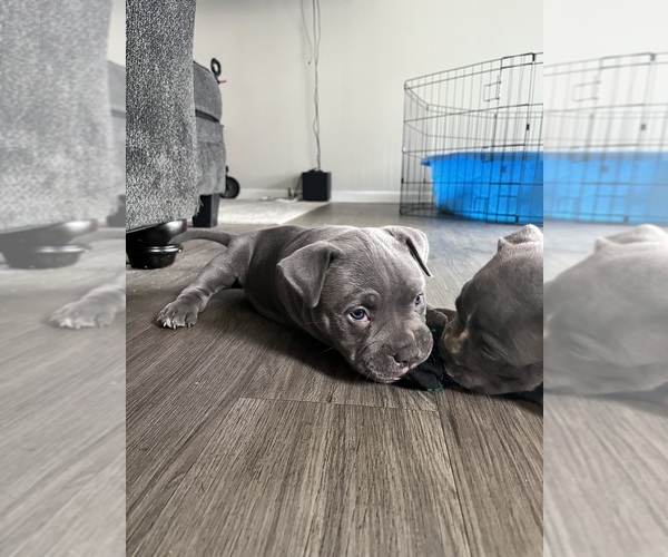 Medium Photo #1  Breeder Profile in VIRGINIA BEACH, VA, USA