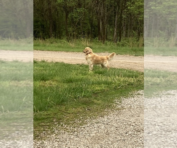 Medium Photo #58  Breeder Profile in FREDONIA, KS, USA