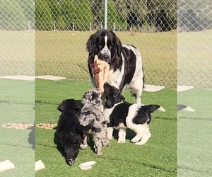 Newfypoo Dog Breeder near BUSHNELL, FL, USA