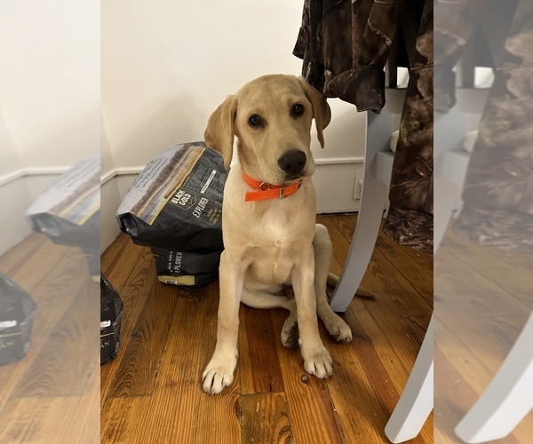 Medium Photo #21  Breeder Profile in GREENVILLE, NC, USA