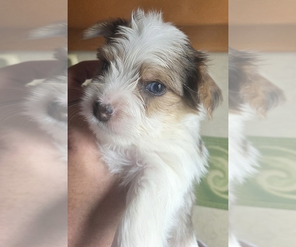 Medium Photo #7  Breeder Profile in MILWAUKIE, OR, USA