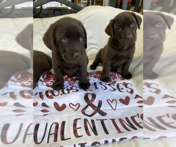 Medium Photo #6  Breeder Profile in DAYTON, TX, USA
