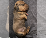 Small #1 Breeder Profile image
