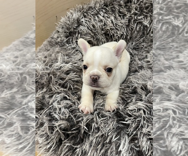 Medium Photo #6  Breeder Profile in CLEARWATER, FL, USA