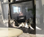 Small breeder photo