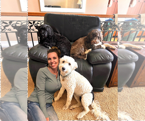 Portuguese Water Dog Dog Breeder near SWARTZ CREEK, MI, USA