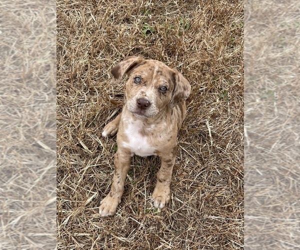 Medium Photo #9  Breeder Profile in WESTFIELD, NC, USA