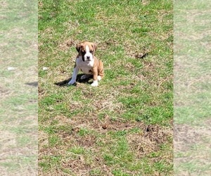 Boxer Dog Breeder near PLAINFIELD, CT, USA