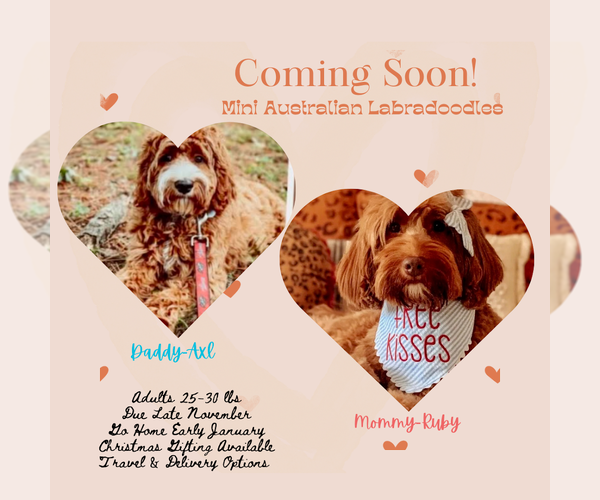 Medium Photo #15  Breeder Profile in BAKERSFIELD, CA, USA