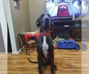 Main photo of Great Dane Dog Breeder near ESSEX, IA, USA