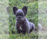 Small #4 Breeder Profile image