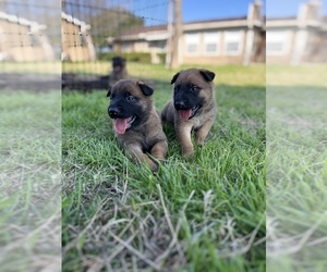Belgian Malinois Dog Breeder near LOCKHART, TX, USA
