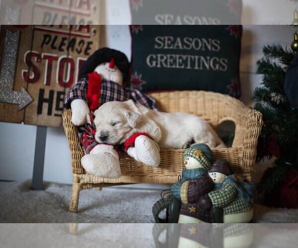 Medium Photo #35  Breeder Profile in URBANA, OH, USA