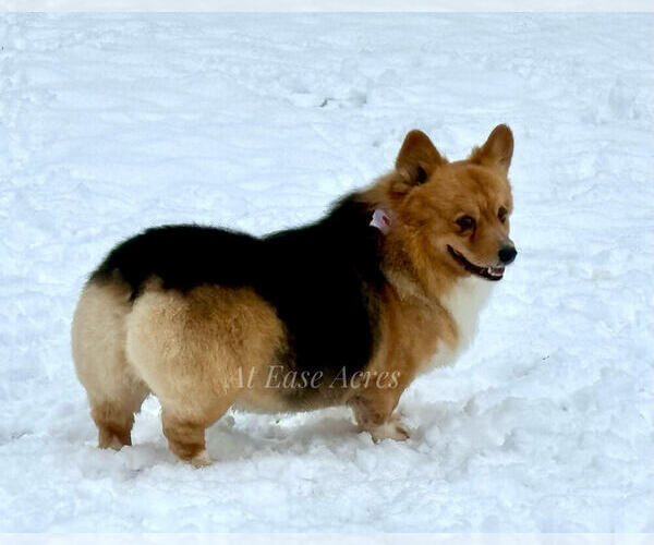 Medium Photo #4  Breeder Profile in BERNE, NY, USA
