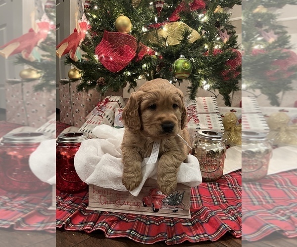 Medium Photo #1  Breeder Profile in AMARILLO, TX, USA