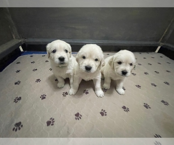 Medium Photo #13  Breeder Profile in WEATHERFORD, TX, USA