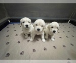 Small #12 Breeder Profile image