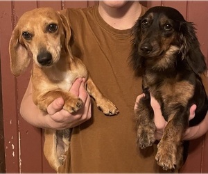 Dachshund Dog Breeder in MONONA,  USA