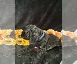 Small #11 Breeder Profile image