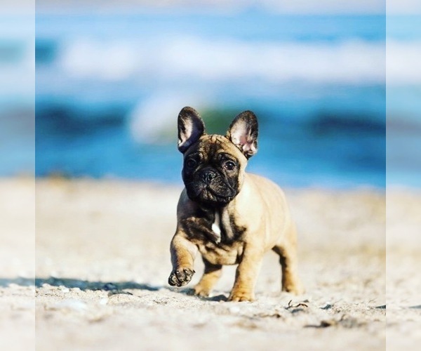 Medium Photo #1  Breeder Profile in SACRAMENTO, CA, USA