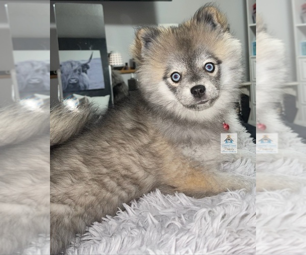 Medium Photo #66  Breeder Profile in BURNS TOWNSHIP, MN, USA