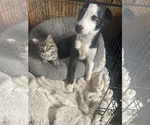 Small breeder photo