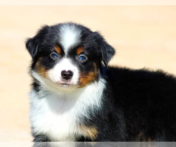 Medium Photo #9  Breeder Profile in GOLD HILL, OR, USA
