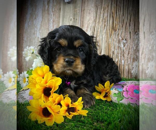 Medium Photo #30  Breeder Profile in Aylmer, Ontario, Canada