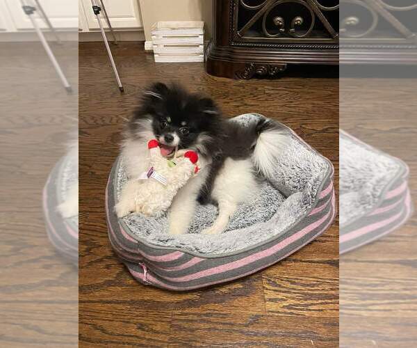Medium Photo #7  Breeder Profile in NEW BRAUNFELS, TX, USA