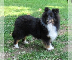 Shetland Sheepdog Dog Breeder near BAINBRIDGE, NY, USA