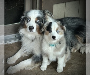 Miniature Australian Shepherd Dog Breeder near BELLVILLE, OH, USA