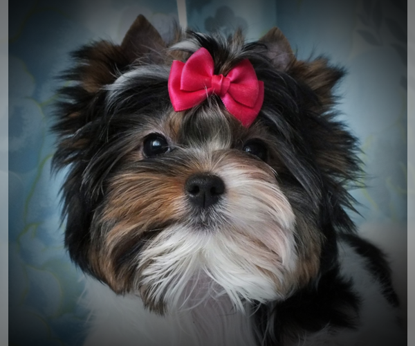 Medium Photo #1  Breeder Profile in LEOMINSTER, MA, USA