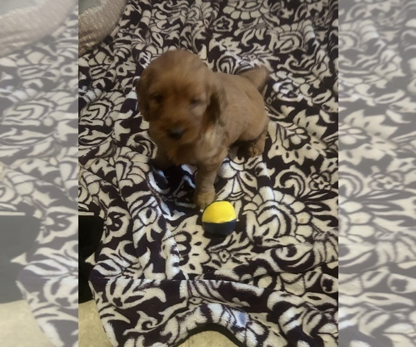 Medium Photo #4  Breeder Profile in PLATTE CITY, MO, USA