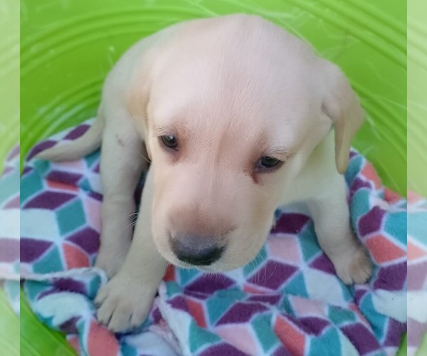 Medium Photo #15  Breeder Profile in IONE, CA, USA