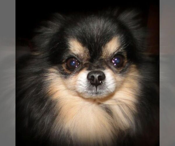 Medium Photo #1  Breeder Profile in STATHAM, GA, USA