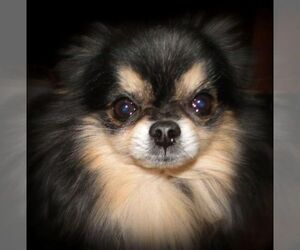 Pomeranian Dog Breeder near STATHAM, GA, USA