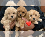 Small breeder photo