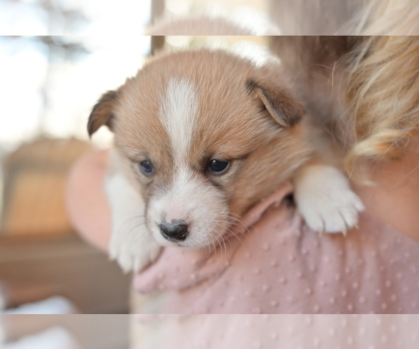 Medium Photo #1  Breeder Profile in SENECA FALLS, NY, USA