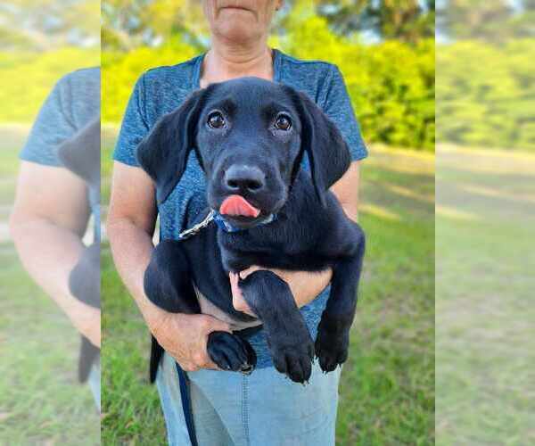 Medium Photo #7  Breeder Profile in WAGENER, SC, USA