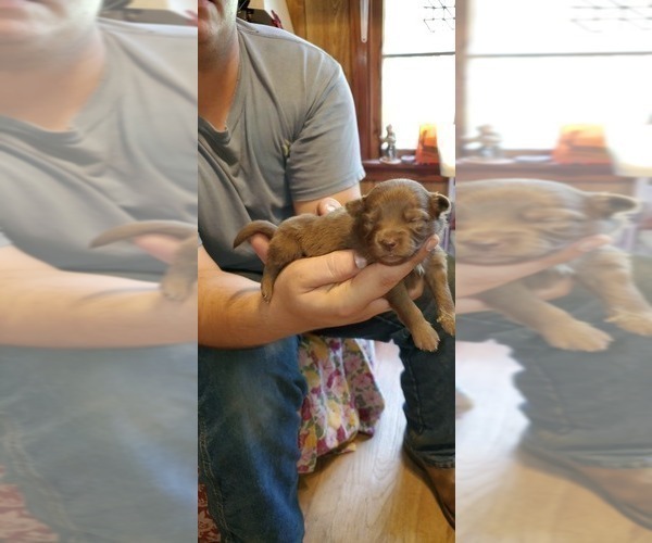 Medium Photo #1  Breeder Profile in DIES, TX, USA