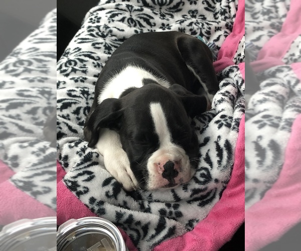 Medium Photo #10  Breeder Profile in WESTVILLE, OK, USA