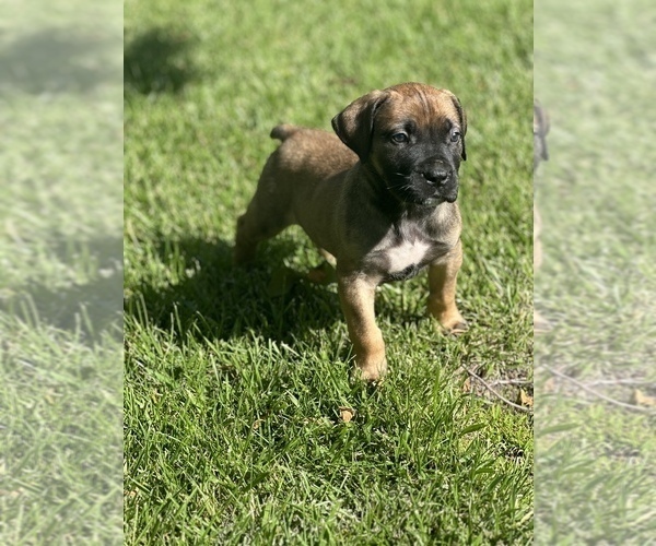 Medium Photo #7  Breeder Profile in STOCKTON, CA, USA